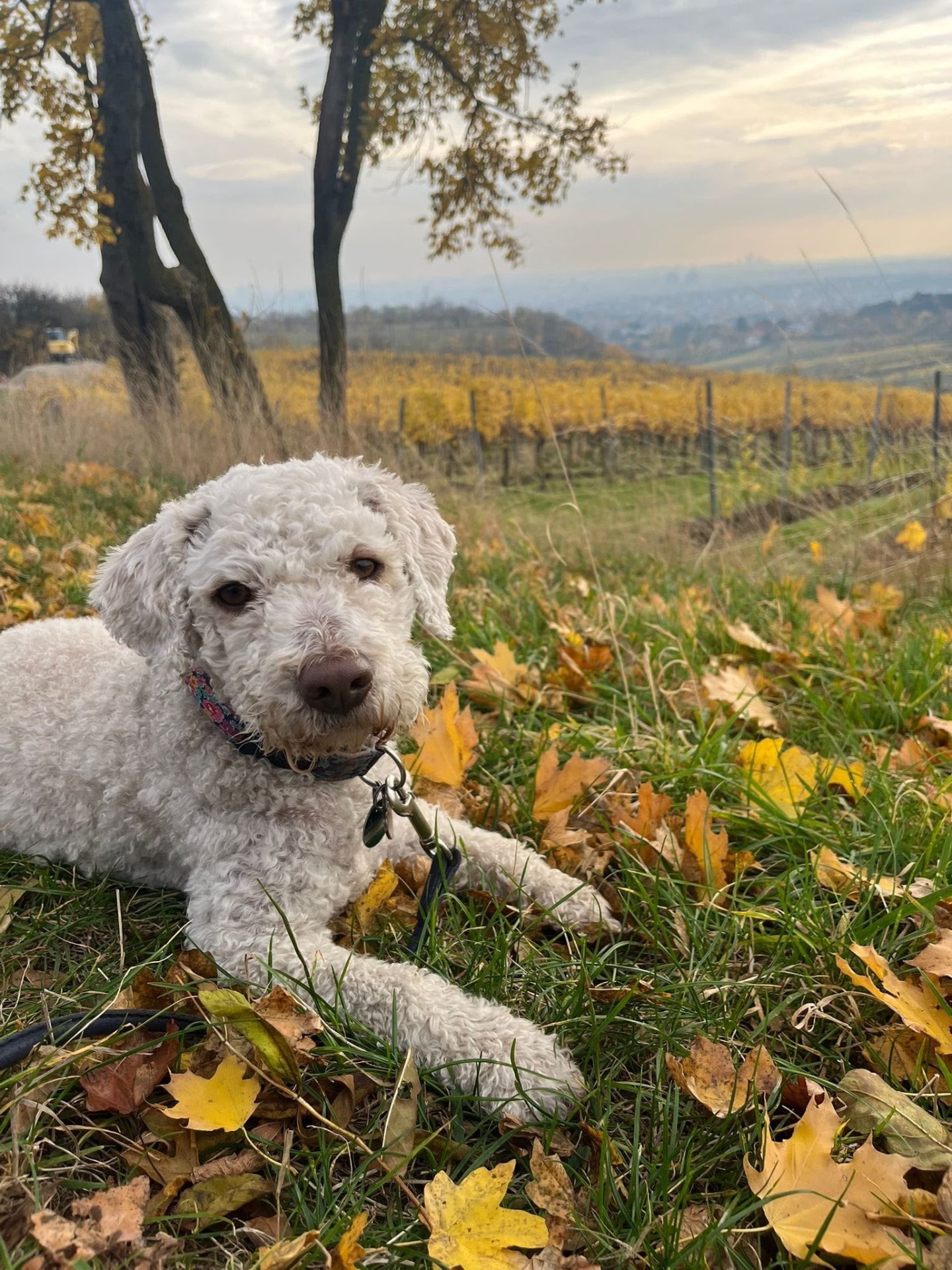 Tilda, ein Lagotto Romagnolo, sitzt neben Dr. Axel Mittnik